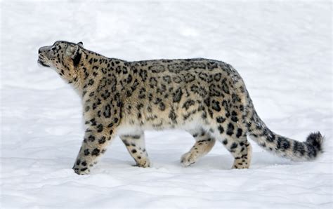 Snow Leopard Facts: Behavior, Diet, Habitat, and More