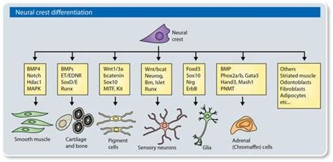 Neural Crest differentiation. See: Mayor and Theveneau (2013 ...