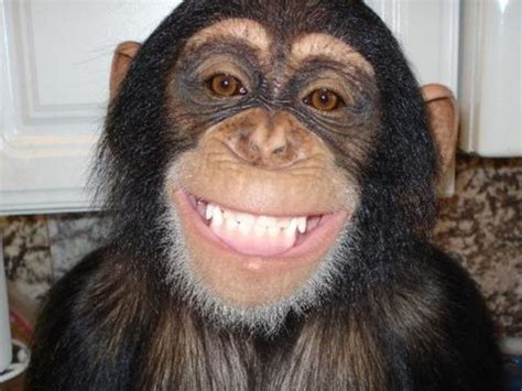 Chimpanzee Smiling