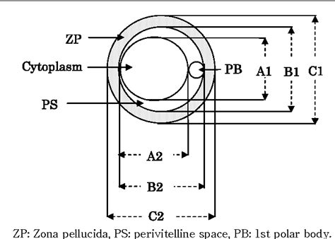 Figure 1 from Comparison of the size of perivitelline space in mouse oocytes cultured with and ...