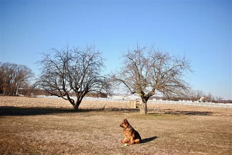 farm tour apple trees - This House of Dreams