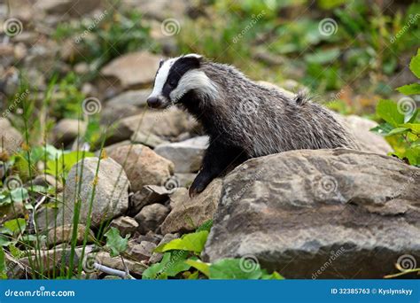 Badger stock image. Image of eyes, natural, wilderness - 32385763