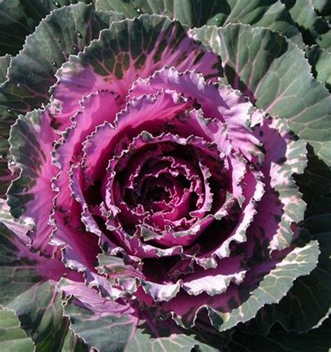 Flowering Cabbage Osaka Red – Green Valley Garden Centre