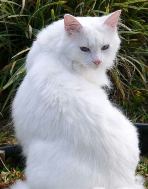 Pin by Kathy on Almost Everything in White | Angora cats, Beautiful cats, White cats