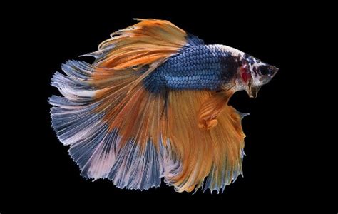 Halfmoon Betta: Fish Caring Tips And Miscellaneous Fun Facts - JapaneseFightingFish.org