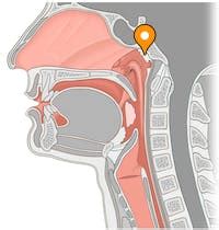 Pharyngeal hypophysis - e-Anatomy - IMAIOS