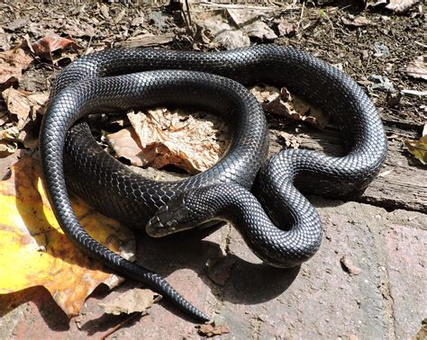 Capital Naturalist by Alonso Abugattas: Eastern (Black) Ratsnakes