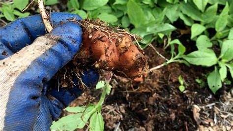 Harvesting Jerusalem Artichoke Sunchoke A How To