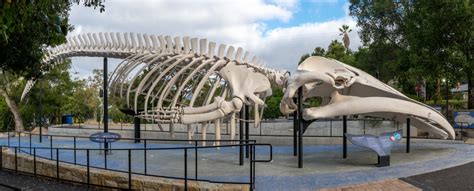 Blue Whale Skeleton | Santa Barbara Museum of Natural History