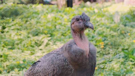 Andean Condor Nest in Forested Cliffs-002 Stock Footage - Video of ...