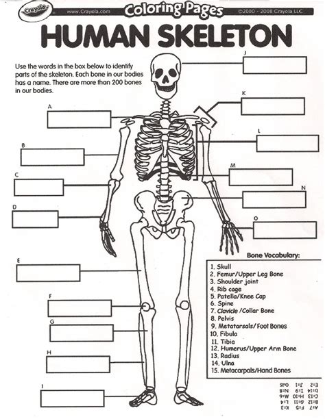 Skeletal Anatomy Worksheets - Free Printable Worksheet