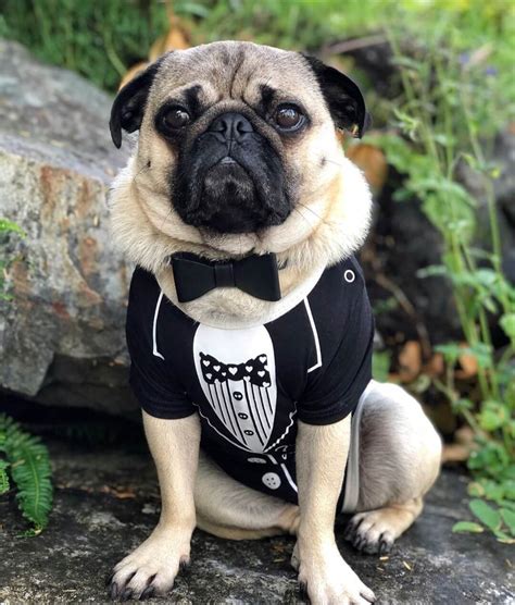 The 15 Best Pug Halloween Costumes of All Time | The Dogman