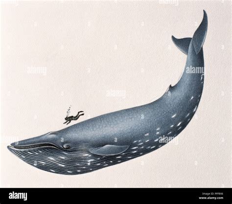 Comparative Sizes of Blue Whale and Human Diver Stock Photo - Alamy