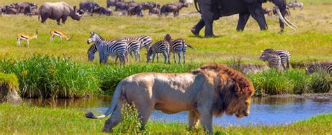 The 11 African Safari Animals you need to see | Intriq Journey