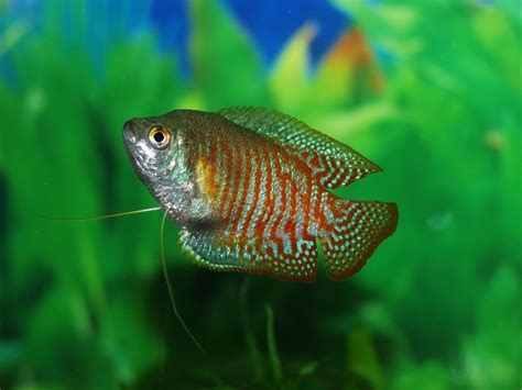 Banded Gourami Fish - Size | Care | Identification - SeaFish