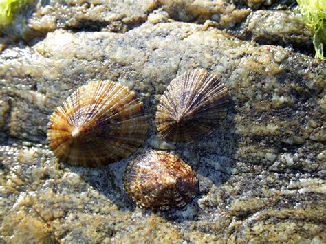 Common Limpet – Charmouth Heritage Coast Centre