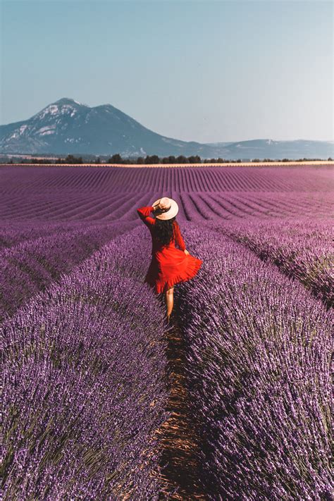 The Ultimate Guide to the Lavender Fields in Provence, France