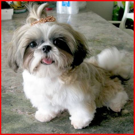 20+ Shih Tzu Puppy Hairstyles - Hairstyle Catalog