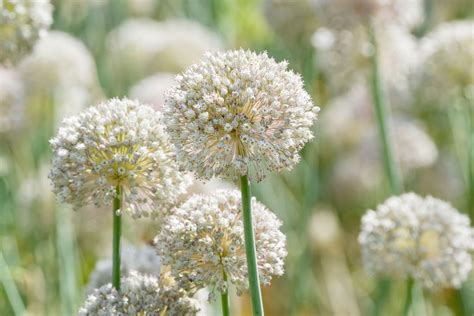 How to plant allium bulbs: expert tips for successful blooms | Gardeningetc