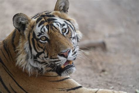 Close-Up Shot of a Bengal Tiger · Free Stock Photo