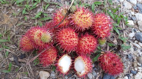 Health benefits of Rambutan Fruit for Weight Loss (Diet) | Health Benefits of Fruit