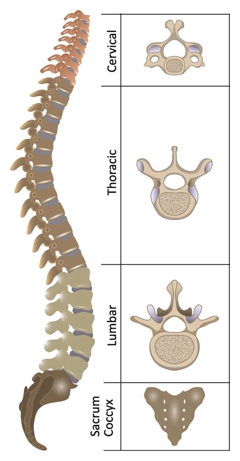 Spinal Cord Injury | Chase Treadway