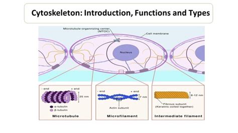 Cytoskeleton: Definition, Functions and Types