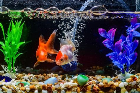 Goldfish Tank Size Guide (What's the Minimum Tank Size?)