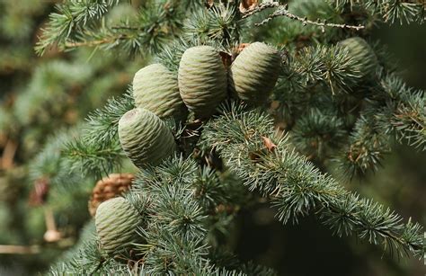 Cedar | Tree, Evergreen, Conifer | Britannica