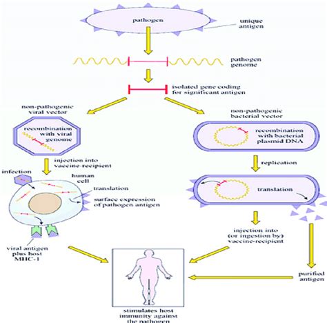 The antigen-antibody reaction. Source: OpenEducation... | Download Scientific Diagram