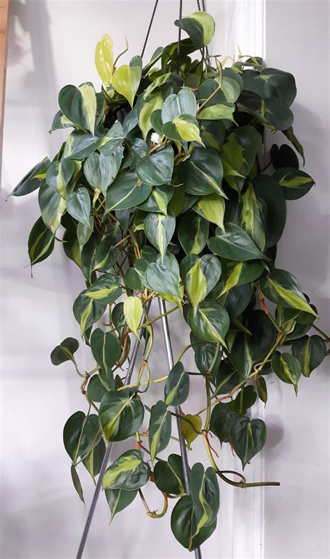 Philodendron Brazil 💚 : r/IndoorGarden