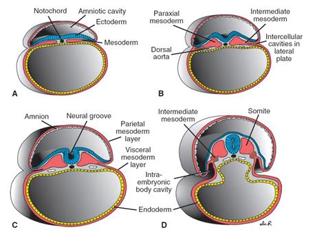 matembriologia: Ectodermo, Mesodermo y Endodermo