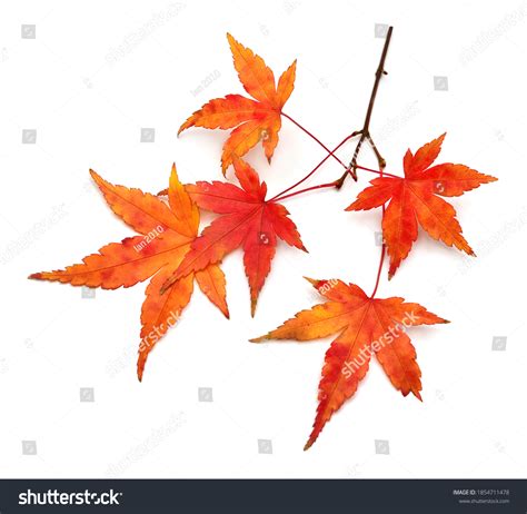 57,818 Green Japanese Maple Leaf Images, Stock Photos & Vectors ...