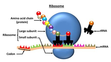 🔥 Download Ribosomes by @stephenramirez | Ribosome Wallpapers, Ribosome ...