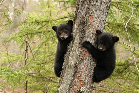 Scared black bear cubs and crying babies can sound similar enough alike ...