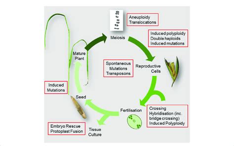 Diagram summarising the flowering plant life cycle showing breeding ...