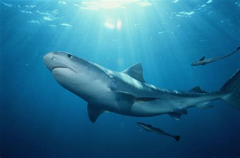 Are Tiger Sharks Dangerous? Plus, More Tiger Shark Facts