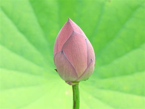 Pink Lotus flower bud close-up photo, nelumbo HD wallpaper | Wallpaper ...