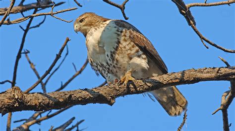 Red Tailed Hawk