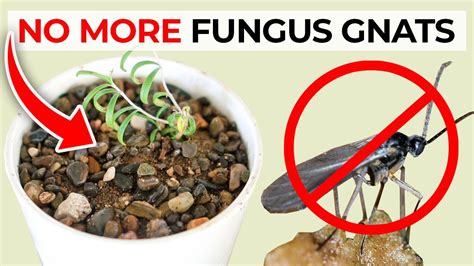 How to Get Rid of Fungus Gnats in Houseplants Potting Soil - YouTube