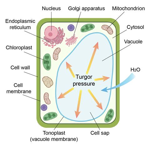 Vacuole Function and Structure - Extra Space Storage - Rs' Science