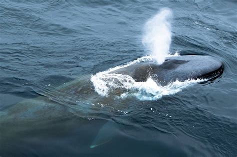 Whales of Antarctica and the Arctic