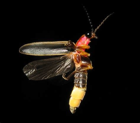 File:Photinus pyralis Firefly 3.jpg - Wikipedia, the free encyclopedia