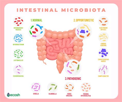 17 TYPES OF GOOD BACTERIA - The List of Most Beneficial Species of ...