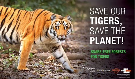 save tiger