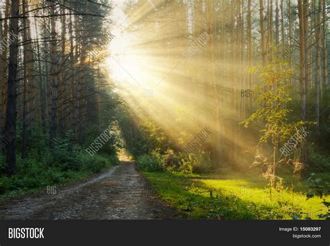 Sunrise Foggy Forest Image & Photo (Free Trial) | Bigstock