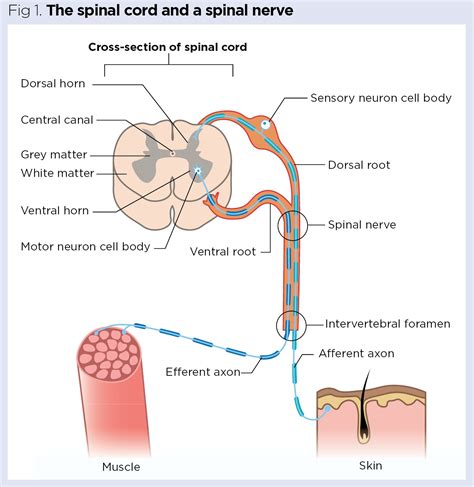 Spinal Cord And Spinal Nerves Diagram