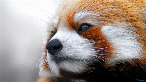 Red panda, red panda, panda, animals HD wallpaper | Wallpaper Flare