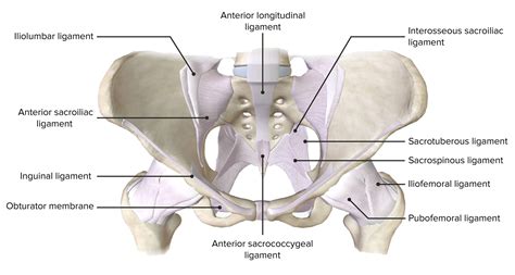 Pelvic Cavity Anatomy