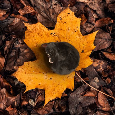 Tiny Cat Felini Curls Up On Maple Leaf - Autumn Kitty